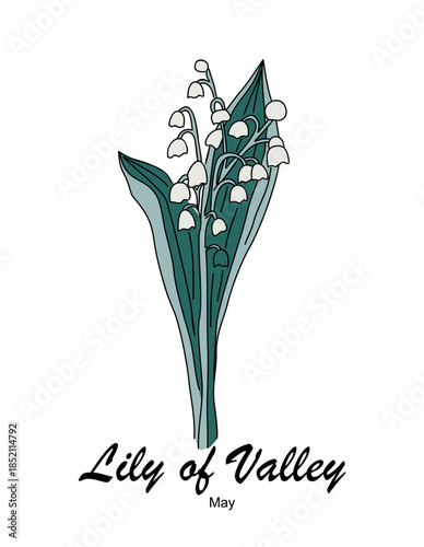 Lily of the valley, May birth month flower in teal and white with delicate bell shaped blooms and modern typography. Minimalist botanical illustration isolated on transparent background