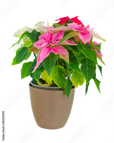 Christmas flower Princettia Euphorbia on white background