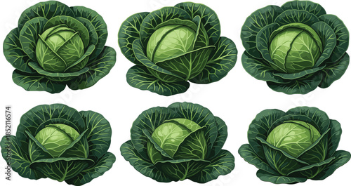 Realistic green cabbage head vector set featuring fresh leafy vegetables from different angles and positions isolated on white background for food design.