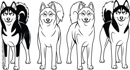 Black and White Vector Illustration Set of Siberian Husky Dogs Featuring Standing Poses, Line Art Style, and Different Coat Patterns for Pet Design,