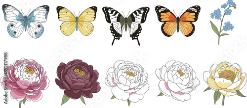 PrintDetailed botanical vector set featuring colorful butterflies blooming pink and white peonies and blue forget me not flowers isolated on white background.
