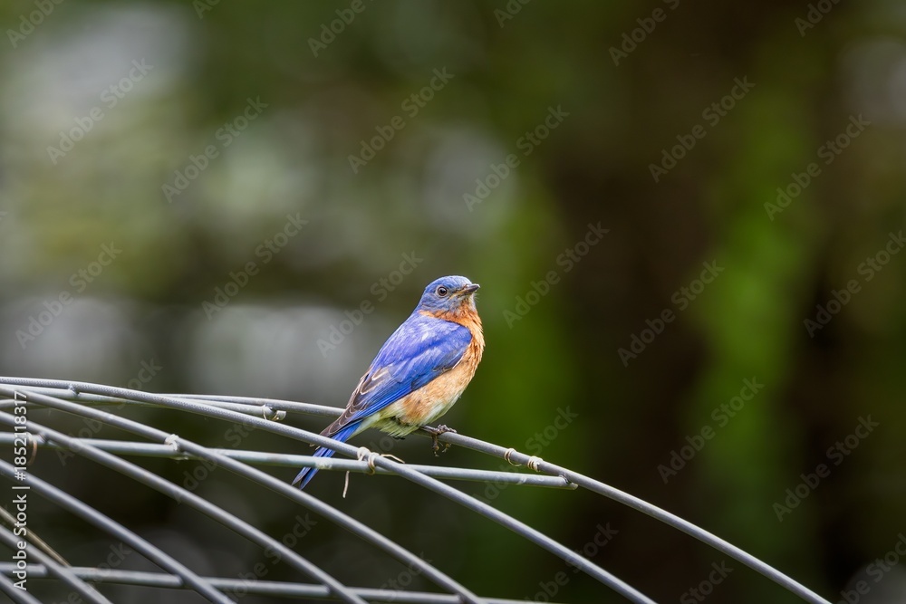 Obraz premium An Eastern Bluebird Perched on a Wire Structure with a Blurred Green Background