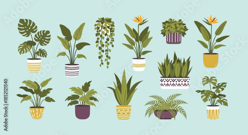 Collection of various potted plants with different shapes and sizes, including ferns, succulents, and flowering plants, arranged neatly on a light blue background