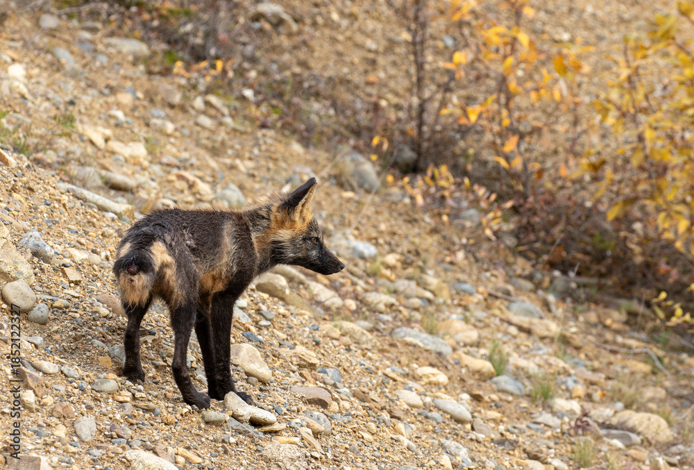 Fototapeta premium Cross Fox in Denali National Park Alaska in Autumn