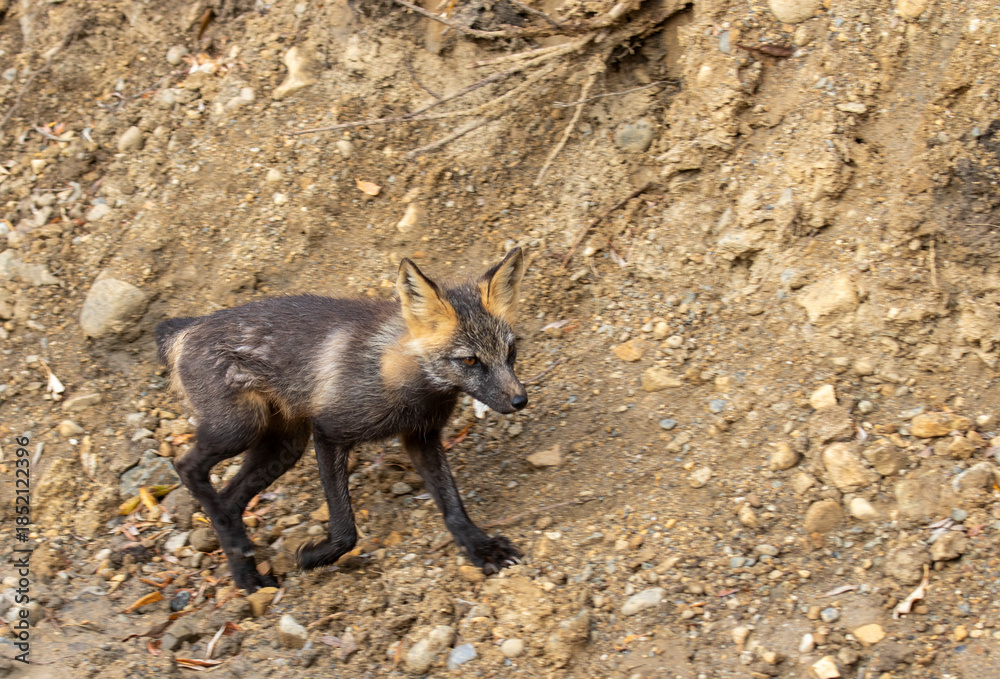 Fototapeta premium Cross Fox in Denali National Park Alaska in Autumn