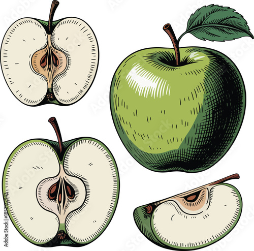 Vintage hand-drawn illustration of a green apple showing whole fruit, cross sections, and slice