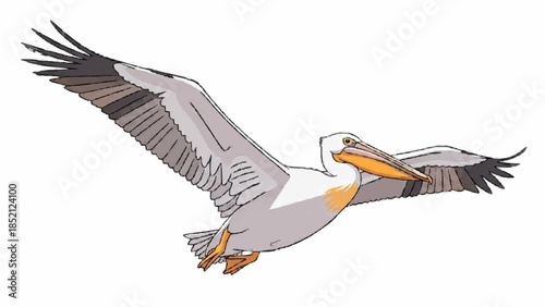 Majestic illustration of a large American white pelican soaring through the air with its massive wings fully spread on a white background.