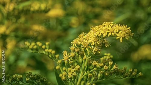 Quadro su tela Flower. Goldenrod. A flowering plant. Beauty is in nature.