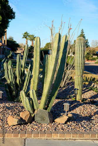 Desert -style xeriscaped street corner walkway with a beautiful collection of large columnar cacti, boulders and rocks under blue winter sky in Phoenix, Arizona