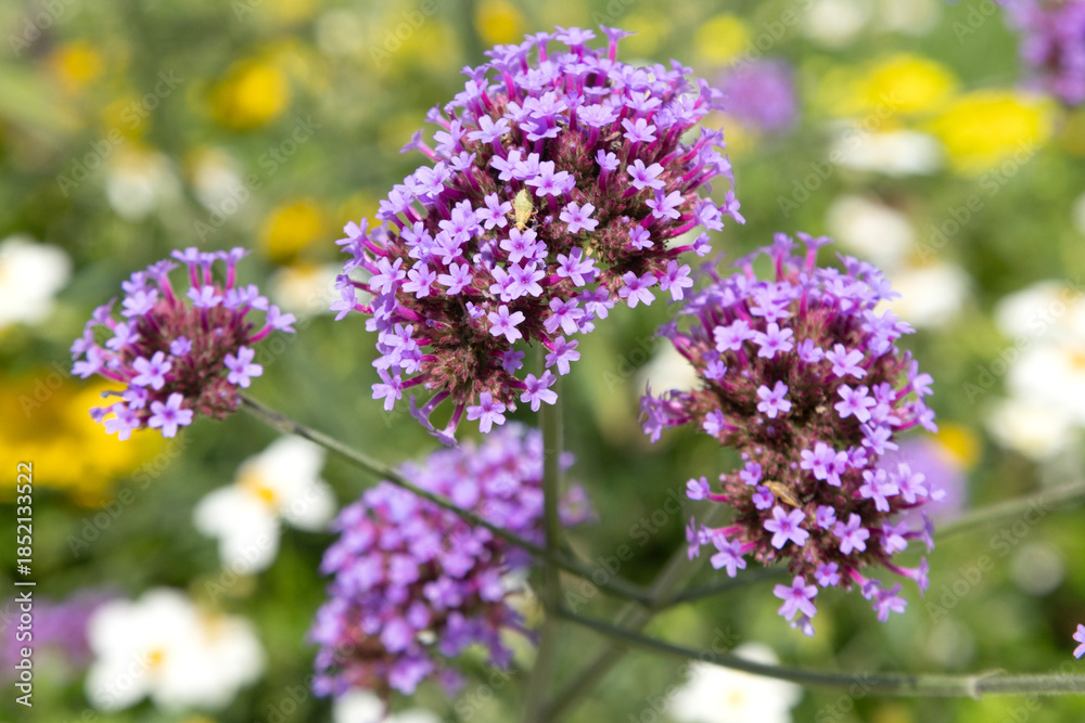 Fototapeta premium Verbena bonariensis