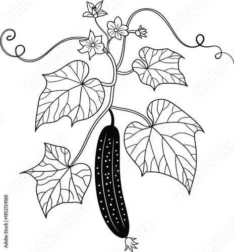 Cucumber Vine Botanical Line Art Illustration Vector.