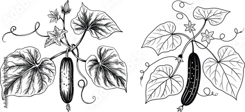 Cucumber Plant Growth Stages Botanical Illustration.