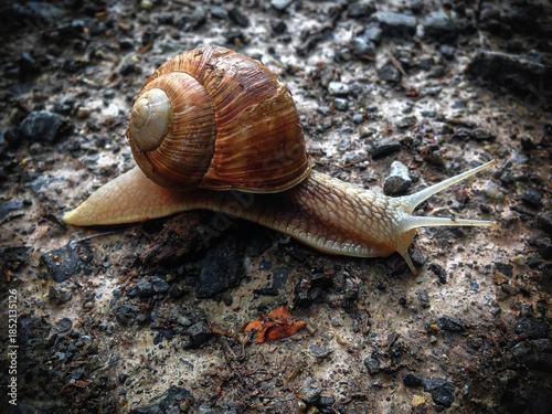 Weinbergschnecke auf Waldboden
