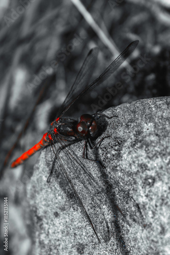 Rote Libelle auf Stein