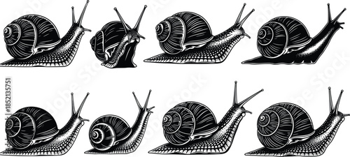 Eight black and white illustrations of garden snails in various poses Keywords: snail, garden snail, mollusk, gastropod, shell