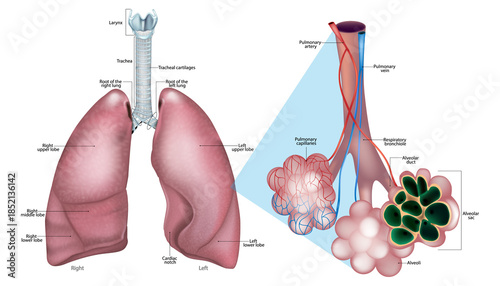 Human Lung Anatomy with Alveoli Structure and Pulmonary Capillaries Medical Illustration. Respiratory System Anatomy Showing Lungs Trachea and Alveolar Gas Exchange Diagram