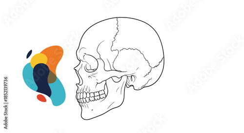 A minimalist line drawing of a human skull in profile is juxtaposed with a cluster of colorful, abstract shapes, blending anatomical science with modern art.