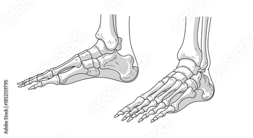 A detailed anatomical illustration of the bones in the human foot and ankle, showing the tarsals, metatarsals, and phalanges from multiple perspectives.