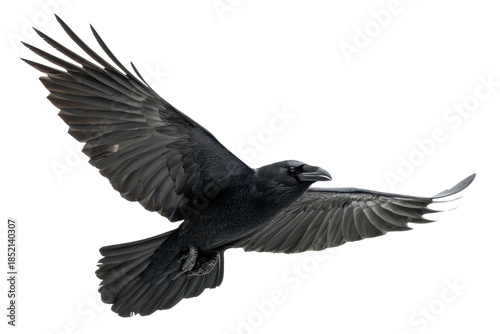 black raven in flight isolated on white or transparent png