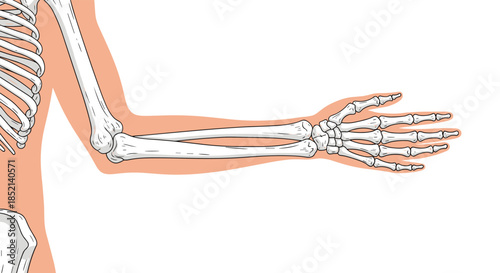 An anatomical illustration showing the skeletal structure of the human arm, wrist, and hand, overlaid on a silhouette of the arm for context and study.
