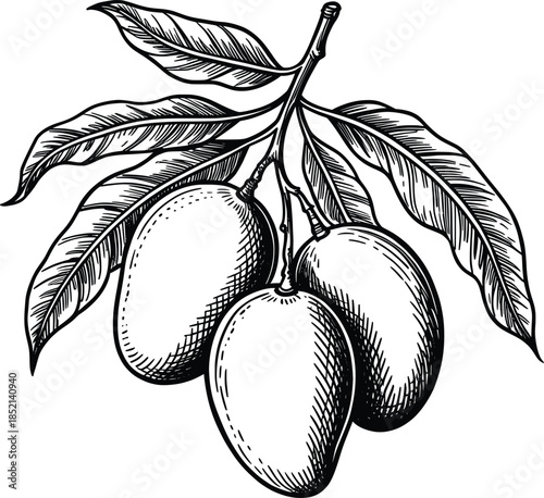 Mango Fruit Branch Botanical Vector Illustration.