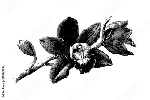 Detailed black ink sketch of blooming orchid flower with buds in engraving style on white background, concept of botanical art and nature beauty