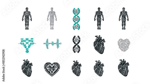 Human Biology & Medical Icons: DNA, Genetic Code, Anatomy, Heart & Futuristic Body Designs for Science & Health Concepts