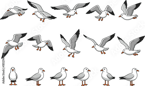 Seagulls flying and standing in various poses