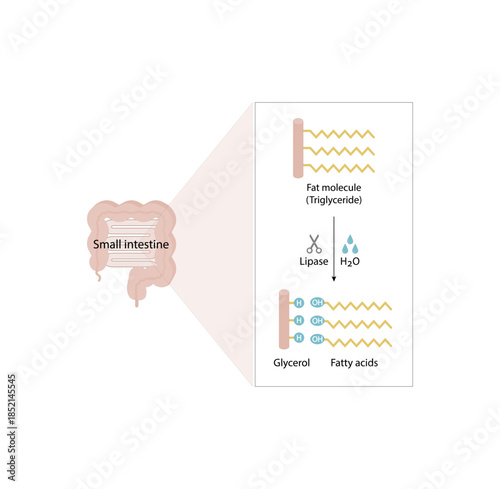 Fat Molecule, triglyceride, Lipid Digestion. Lipase enzyme catalyzes the hydrolysis of fats to Fatty Acids And Glycerol. Colorful scientific diagram. Vector Illustration.