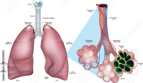 Human Lung Anatomy with Alveoli Structure and Pulmonary Capillaries Medical Illustration. Respiratory System Anatomy Showing Lungs Trachea and Alveolar Gas Exchange Diagram