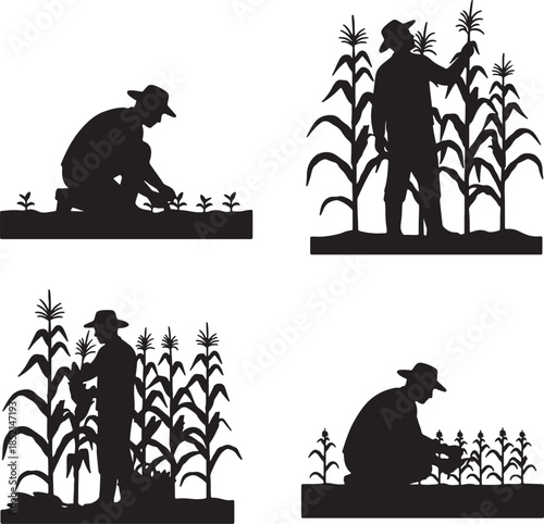 Four black silhouette scenes of a farmer tending to corn crops in various stages of growth highlighting agricultural work and the cycle of farming also transparent background