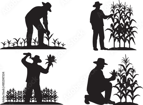 Silhouettes of a farmer working with corn crops showing planting, tending, and harvesting actions in a field also transparent background
