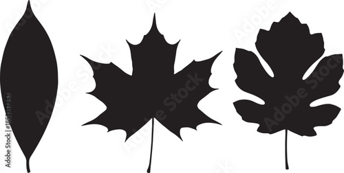 Silhouettes of three different types of leaves including an oval leaf, a maple leaf, and a fig leaf against white also transparent background