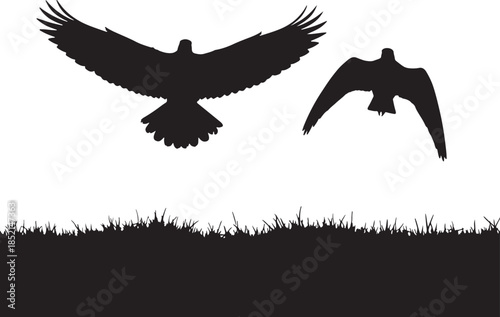 Silhouettes of two birds of prey with wings spread wide in flight above a grassy landscape under a white sky also transparent background
