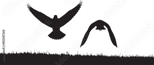 Silhouettes of two birds of prey in flight above a grassy landscape against a white background flying also transparent background