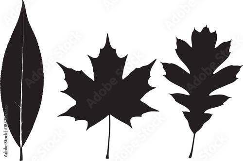 Three distinct black leaf silhouettes, a long willow leaf, a maple leaf, and an oak leaf, presented against a white background for botanical identification and purposes also transparent background