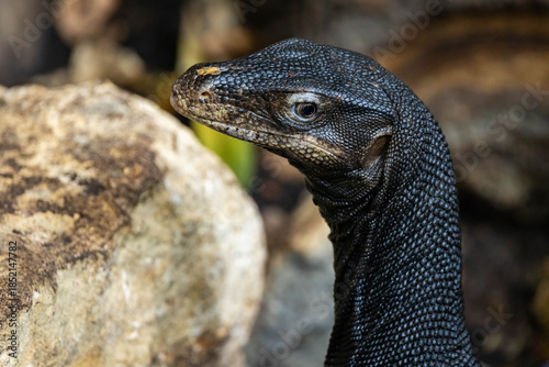 Fotografija Portrait of Rasmussen's Water Monitor black dragon