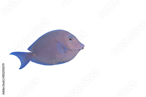 Wild Atlantic Blue Tang Acanthurus Coeruleus