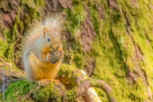 Red Squirrel Eating Pine Cone on Mossy Tree Branch Close Up with copy space