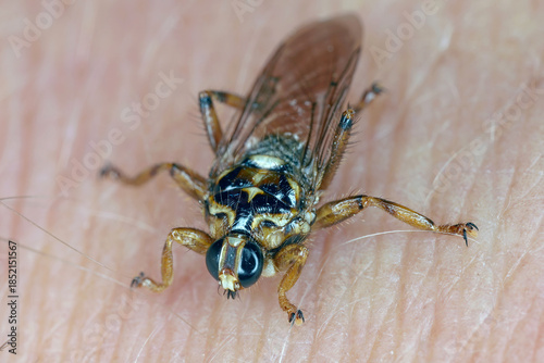 Obraz na plátně New Forest fly, Hippobosca equina