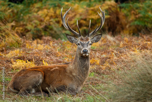 Red Deer (Cervus elaphus) into de forest