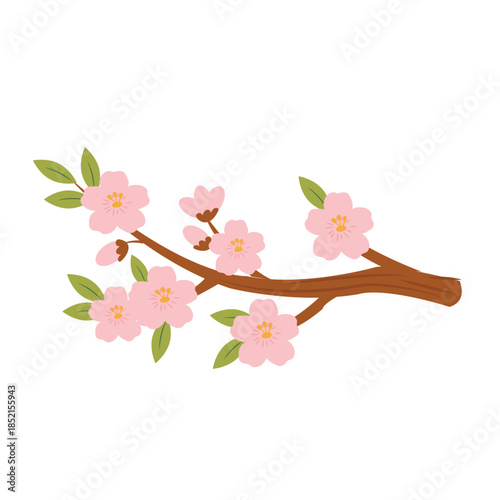 flowering branch of cherry tree isolated on white background.