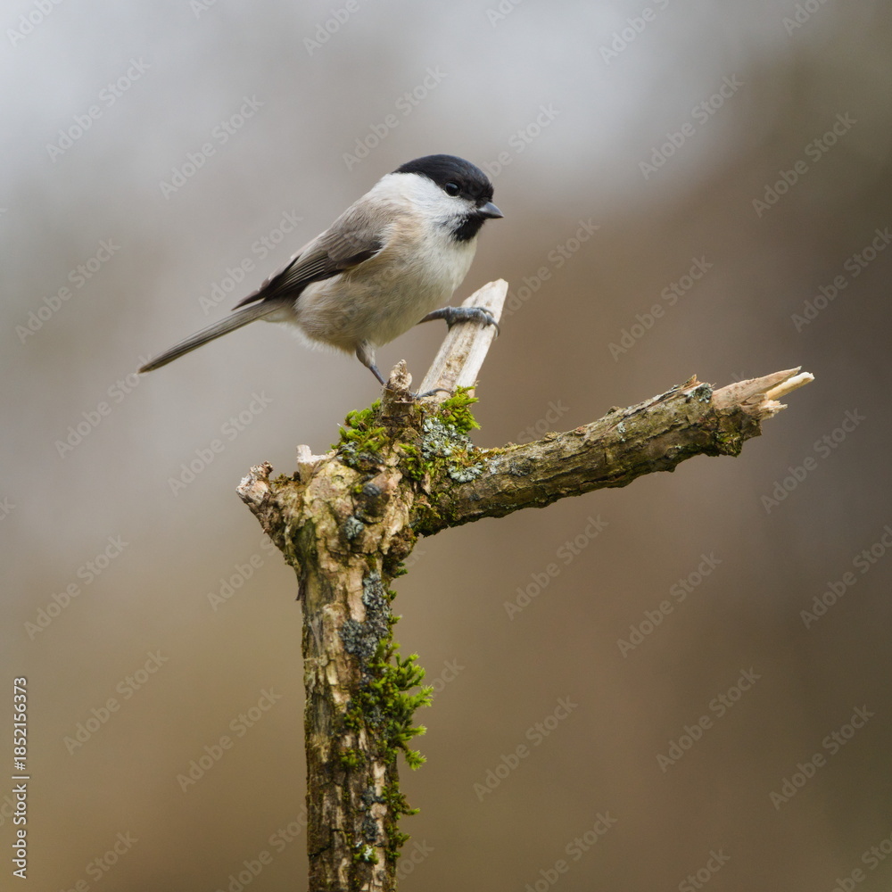 Fototapeta premium Marsh Tit (Poecile palustris), adult bird perched on a mossy branch in winter light, a generally common species in the Czech Republic