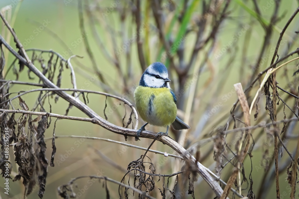 Fototapeta premium Blue Tit (Cyanistes caeruleus) perched on bare twigs in winter vegetation – common songbird in the Czech Republic