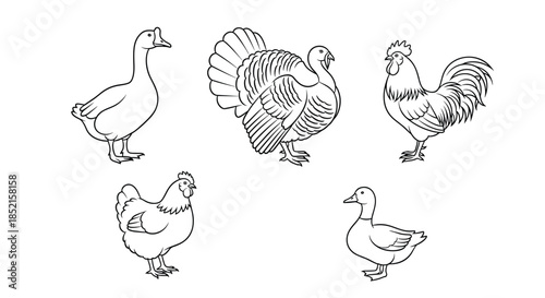 A set of five beautifully detailed line art illustrations of common farm birds, including a goose, turkey, rooster, hen, and duck.