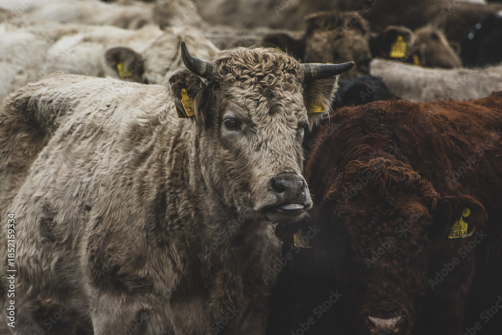 Fototapeta premium cow and calf