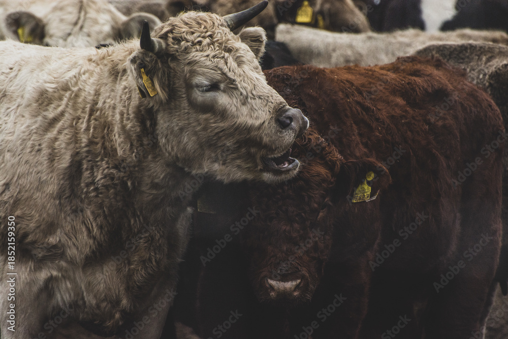 Fototapeta premium buffalo in the snow