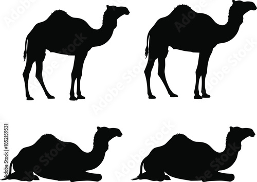 Camel silhouettes set in standing and resting poses, desert animal wildlife collection, black dromedary shapes illustration on white background