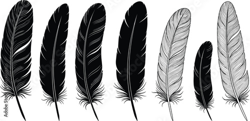Collection of black and white detailed feathers on white background quill bird feather