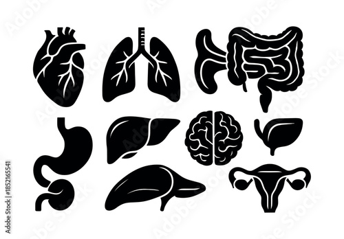 Human anatomy organs, flat vector illustration, heart, brain, lungs icons